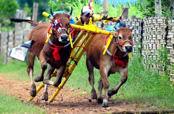 Mengenal Budaya Madura, Tradisi Unik dan Keindahan Kesenian Lokal