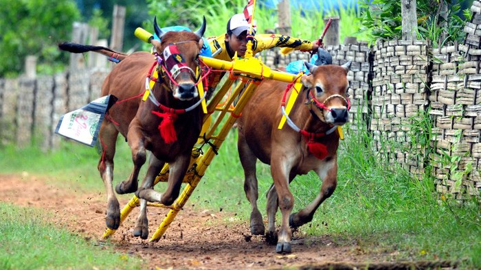 Mengenal Budaya Madura, Tradisi Unik dan Keindahan Kesenian Lokal